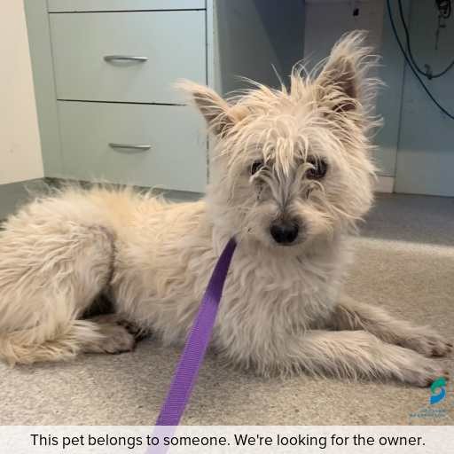 Photo of this dog.