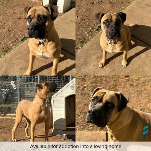 Photo of this dog.