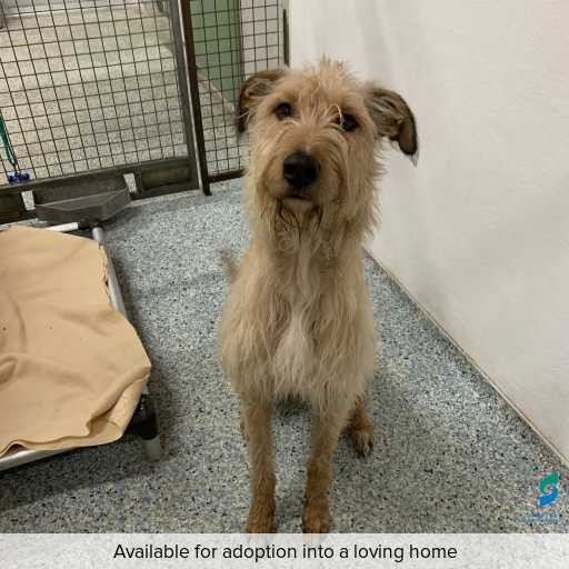 Photo of this dog.