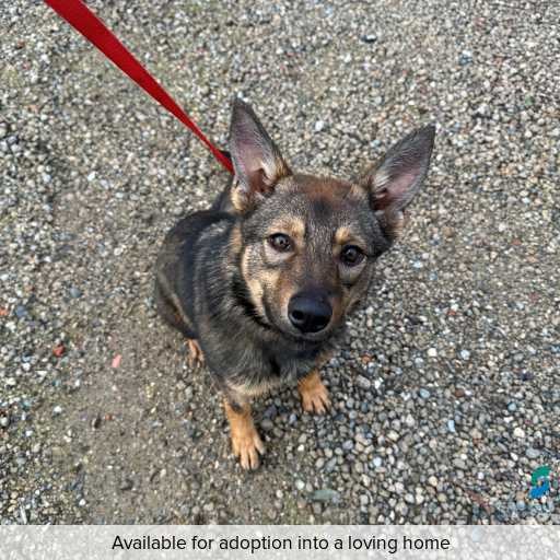 Photo of this dog.