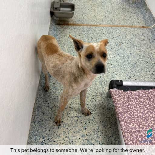 Photo of this dog.