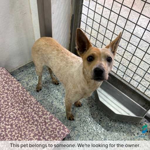 Photo of this dog.