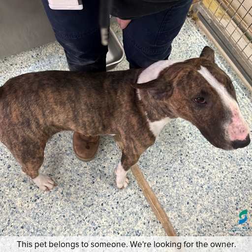 Photo of this dog.