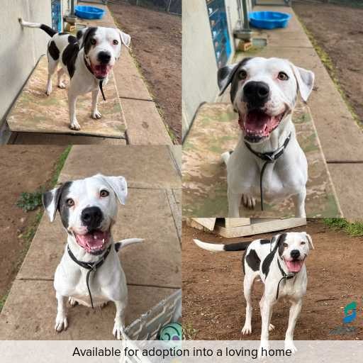 Photo of dog with ID of : D250373.