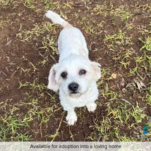 Photo of dog with ID of : D250374.