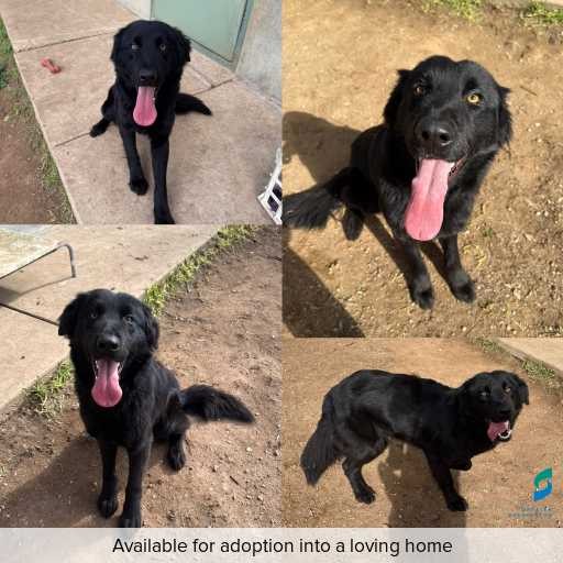 Photo of dog with ID of : D250378.