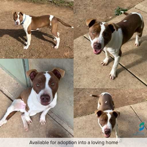 Photo of dog with ID of : D250379.