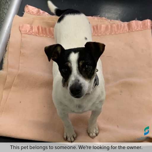 Photo of dog with ID of : D250411.