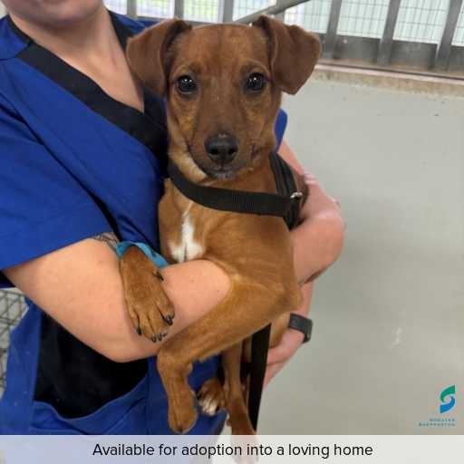Photo of dog with ID of : D250414.