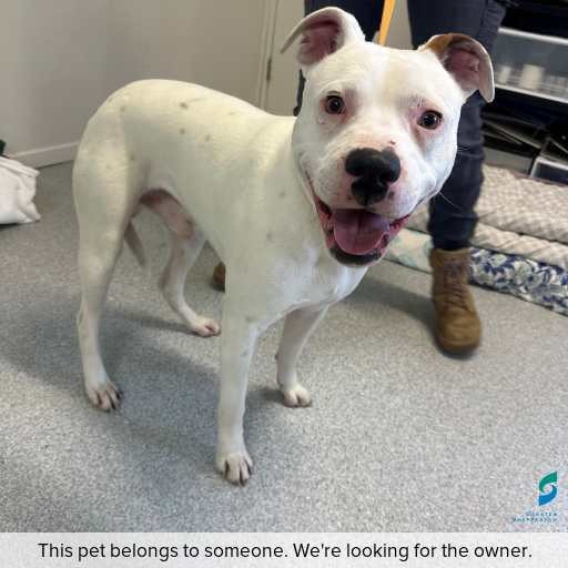 Photo of dog with ID of : D250439.