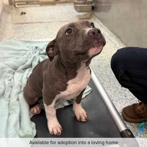 Photo of dog with ID of : D250454.