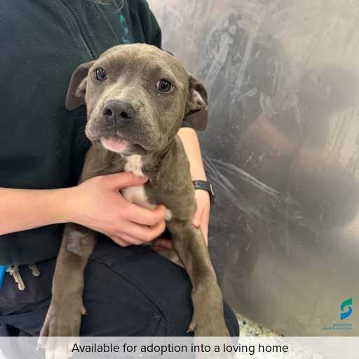 Photo of dog with ID of : D250455.