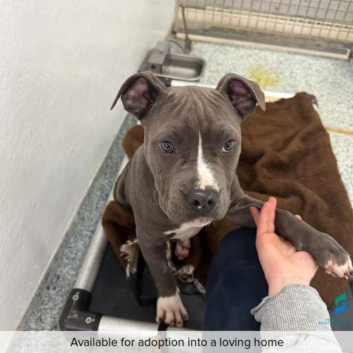 Photo of dog with ID of : D250457.