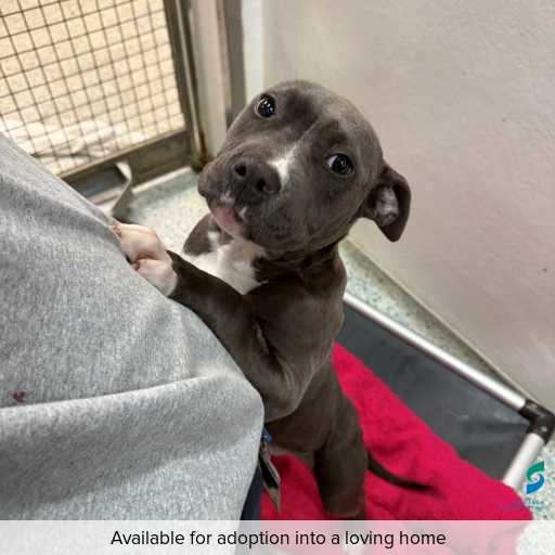 Photo of dog with ID of : D250459.
