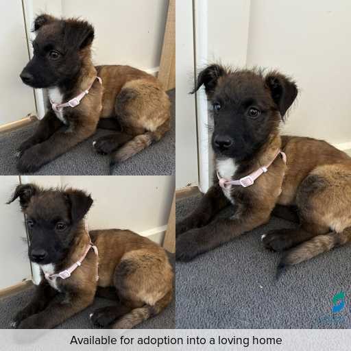 Photo of dog with ID of : D250464.