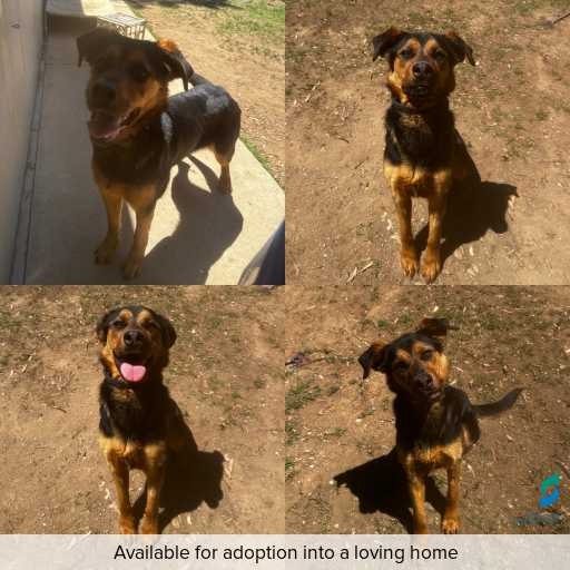 Photo of dog with ID of : D250583.