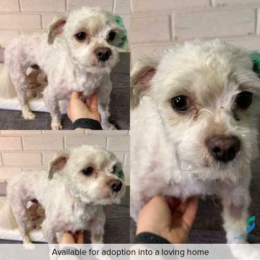 Photo of dog with ID of : D250618.