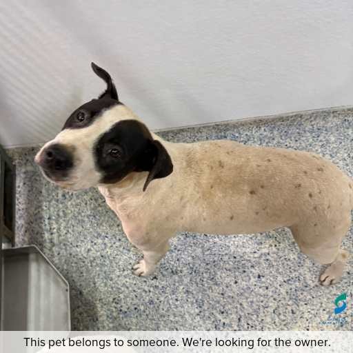 Photo of dog with ID of : D250622.