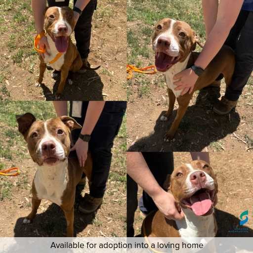 Photo of dog with ID of : D250640.