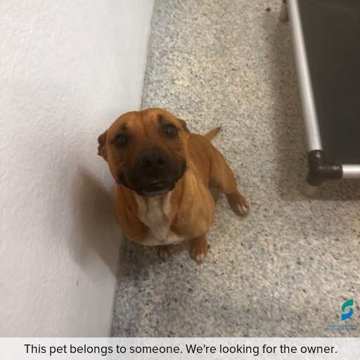 Photo of dog with ID of : D250649.