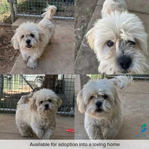 Photo of dog with ID of : D250652.