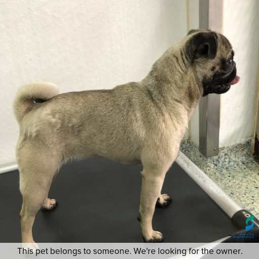 Photo of dog with ID of : D250662.