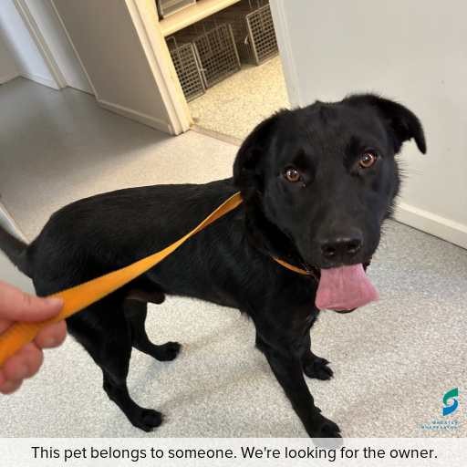 Photo of dog with ID of : D260026.