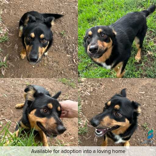 Photo of dog with ID of : D260041.