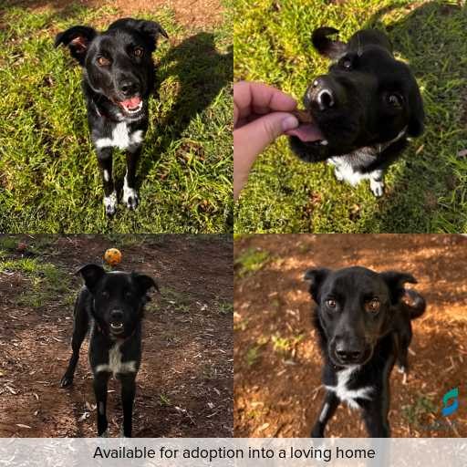 Photo of dog with ID of : D260117.