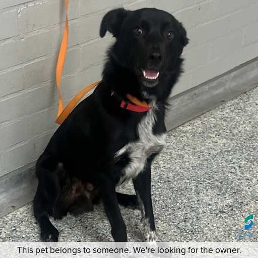 Photo of dog with ID of : D260117.