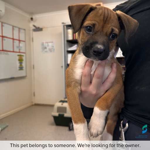 Photo of dog with ID of : D260122.