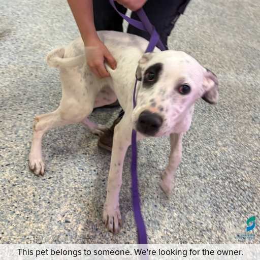 Photo of dog with ID of : D260127.