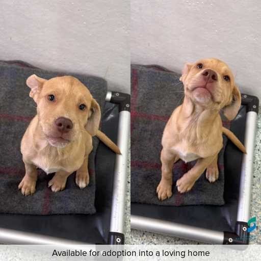 Photo of dog with ID of : D260143.