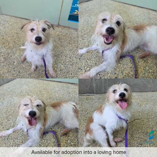 Photo of dog with ID of : D260223.