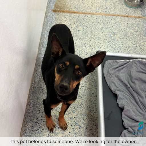Photo of dog with ID of : D260315.