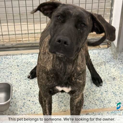 Photo of dog with ID of : D260318.
