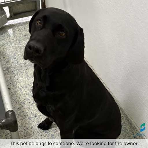 Photo of dog with ID of : D260320.