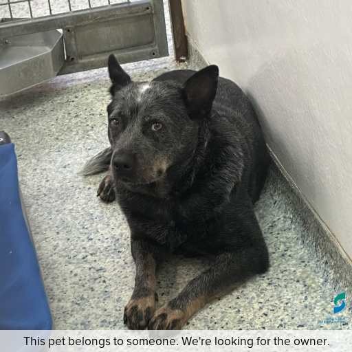 Photo of dog with ID of : D260383.