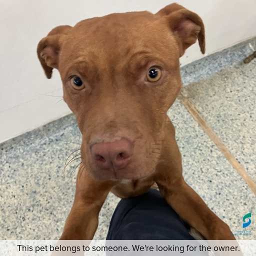 Photo of dog with ID of : D260384.