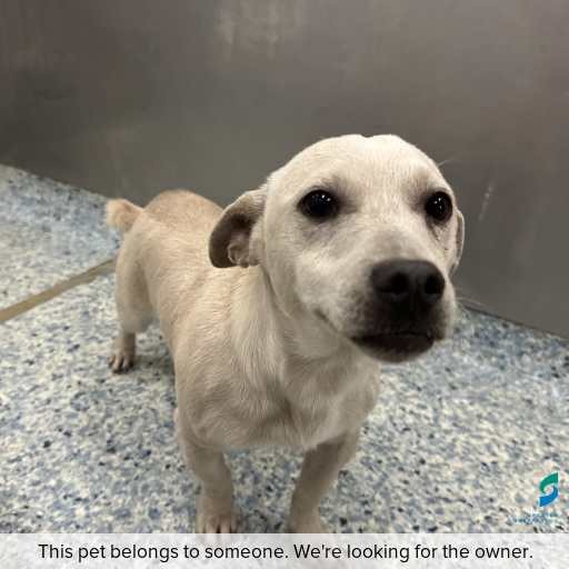 Photo of dog with ID of : D260386.