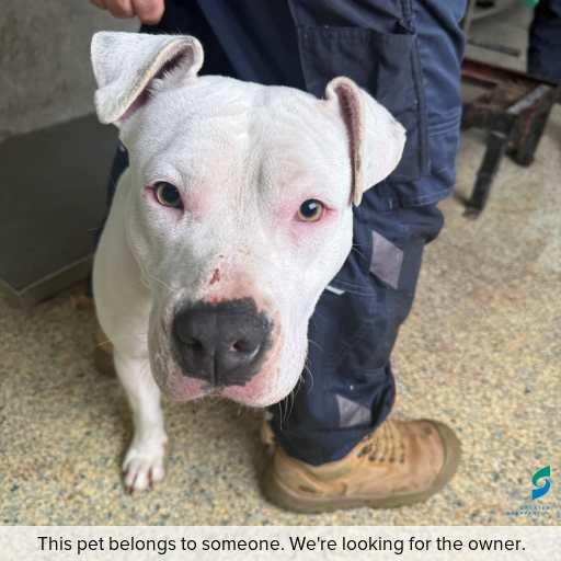 Photo of dog with ID of : D260421.