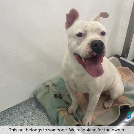 Photo of dog with ID of : D260422.