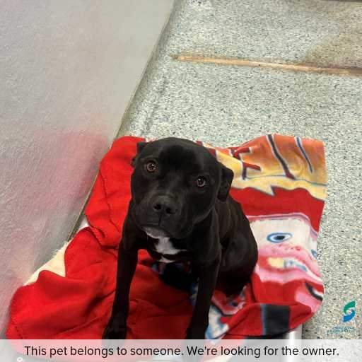 Photo of dog with ID of : D260426.