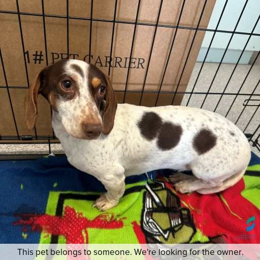 Photo of dog with ID of : D260428.