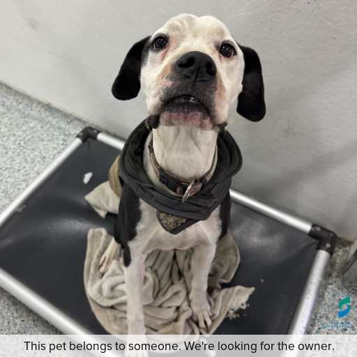 Photo of dog with ID of : D260469.
