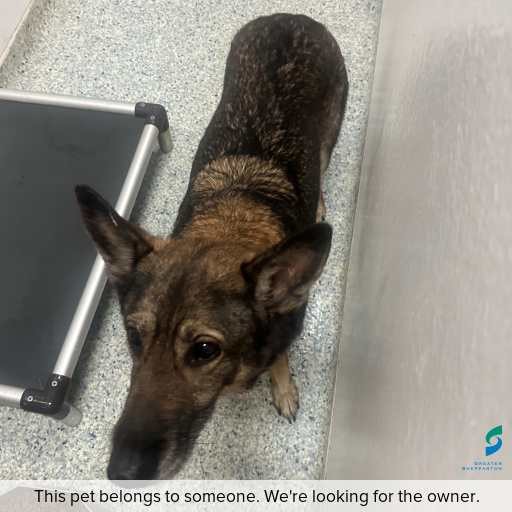 Photo of dog with ID of : D260542.