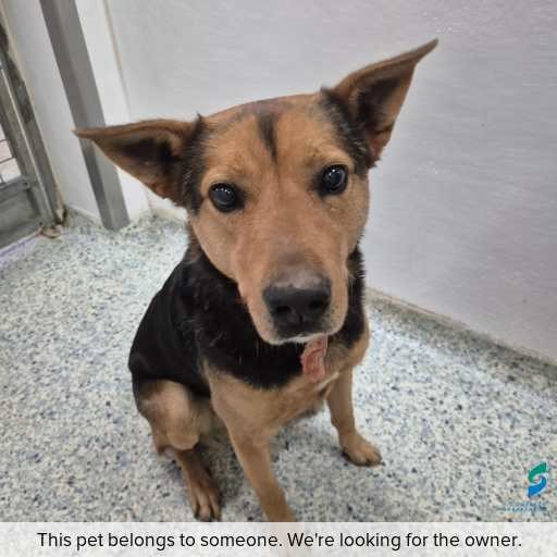 Photo of dog with ID of : D260547.