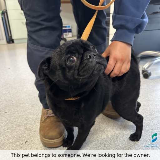 Photo of dog with ID of : D260549.