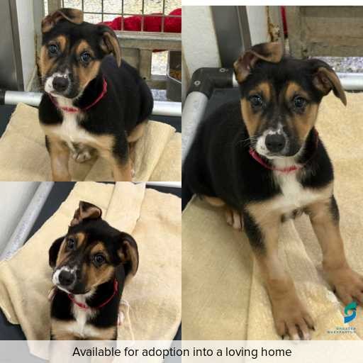 Photo of dog with ID of : D250355.