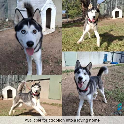 Photo of this dog.